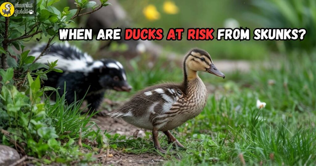 Duckling walking near hidden skunk in grass—representing risk of predation when ducklings are unguarded