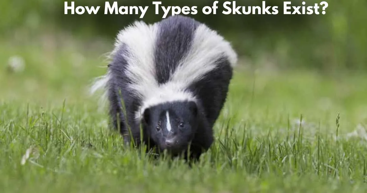 How Many Types of Skunks Exist