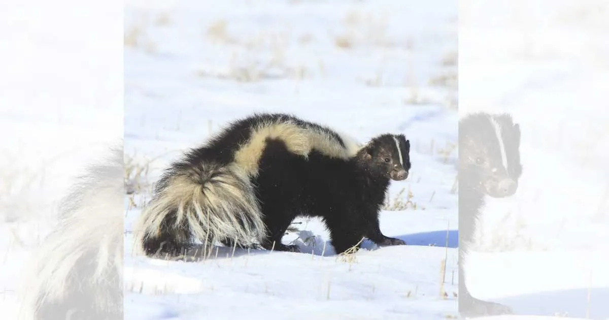 skunk-behavior