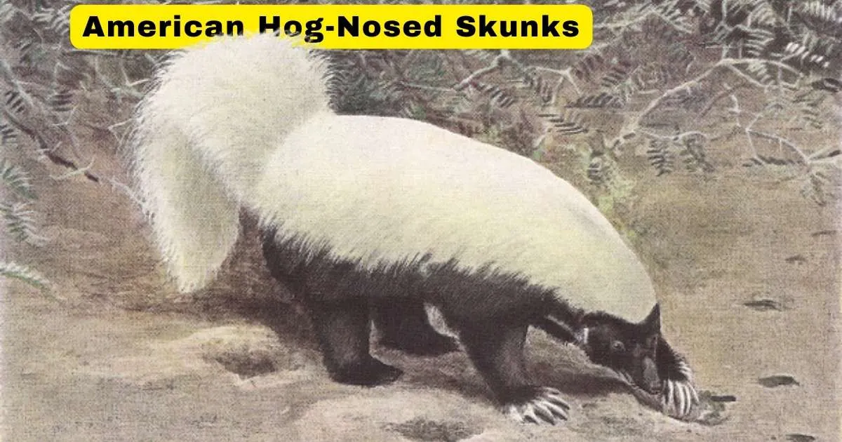 American Hog-Nosed Skunk