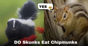 Do Skunks Eat Chipmunk