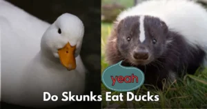 From Bugs to Birds: Skunks’ Surprising Taste for Ducks