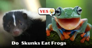 You Won’t Believe What Skunks Eat (Frogs Are on the Menu!)