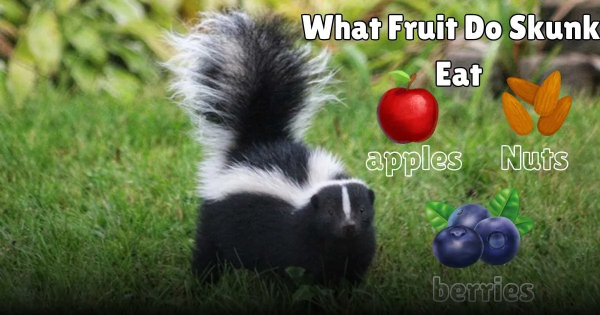 Do Skunks Eat Fruit