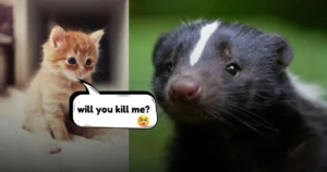 Keeping Your Kittens Safe: Understanding Skunk Diets