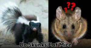 Do Skunks Eat Mice