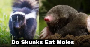 Do Skunks Eat Moles