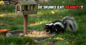 Wild skunk sniffing peanuts spilled from a bird feeder in a backyard at dusk, showcasing its opportunistic foraging behavior
