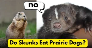 Do Skunks Eat Prairie Dogs