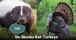 Do Skunks Eat Turkeys