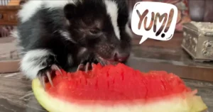 Do Skunks Eat Watermelon