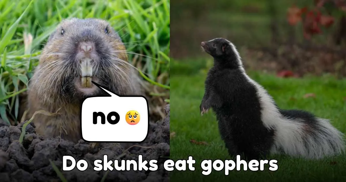 Do skunks eat gophers