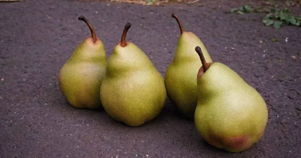 Pears