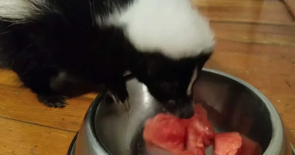 Skunks Eat Watermelon