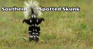 Southern Spotted Skunk