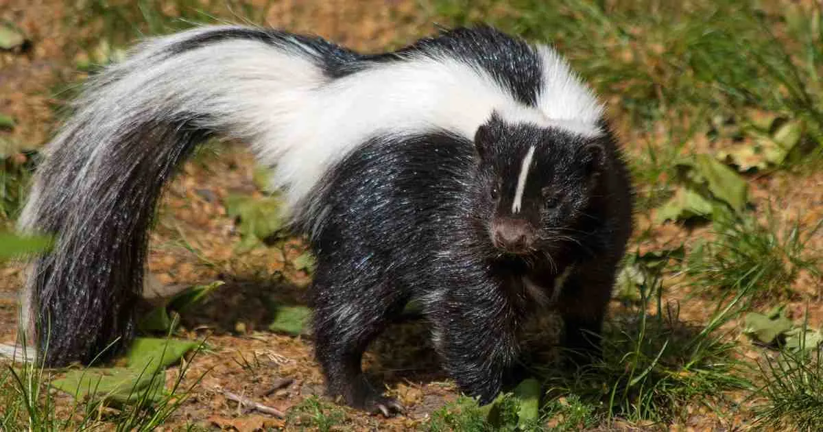 Spotted Skunk