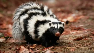 Western Spotted Skunk