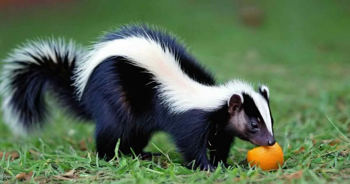 skunks Enjoy Oranges