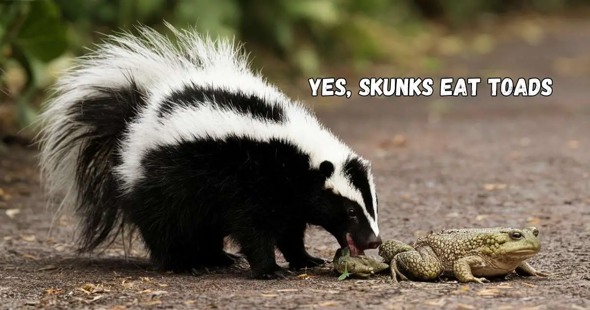 Do Skunks Eat Toads