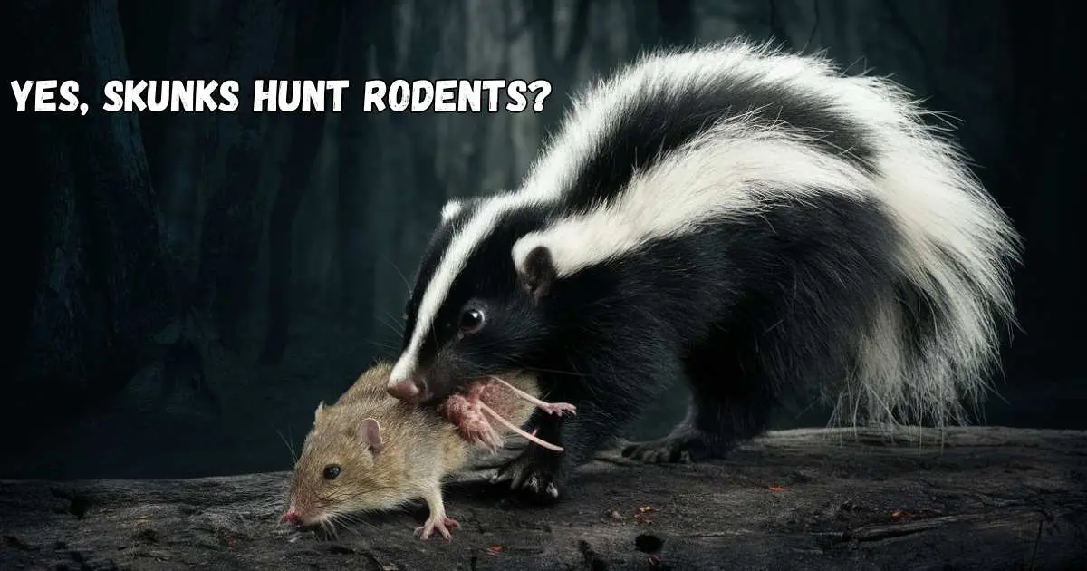 Do Skunks eat Rodents