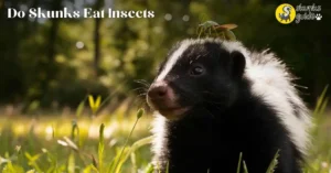 Benefits Of Skunks Eating insent