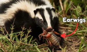 Do Skunks Eat Earwigs