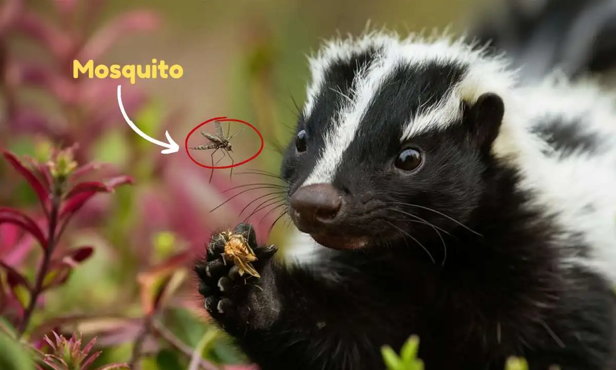 skunks eat Mosquitoes