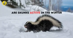 Are Skunks Active in the Winter