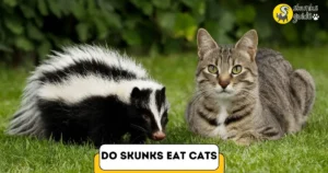 Do Skunks Eat Cats