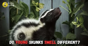 Do Young Skunks Smell Different