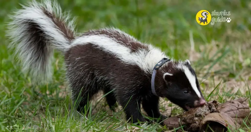 Health Risks For Skunks eat dog poop (1)