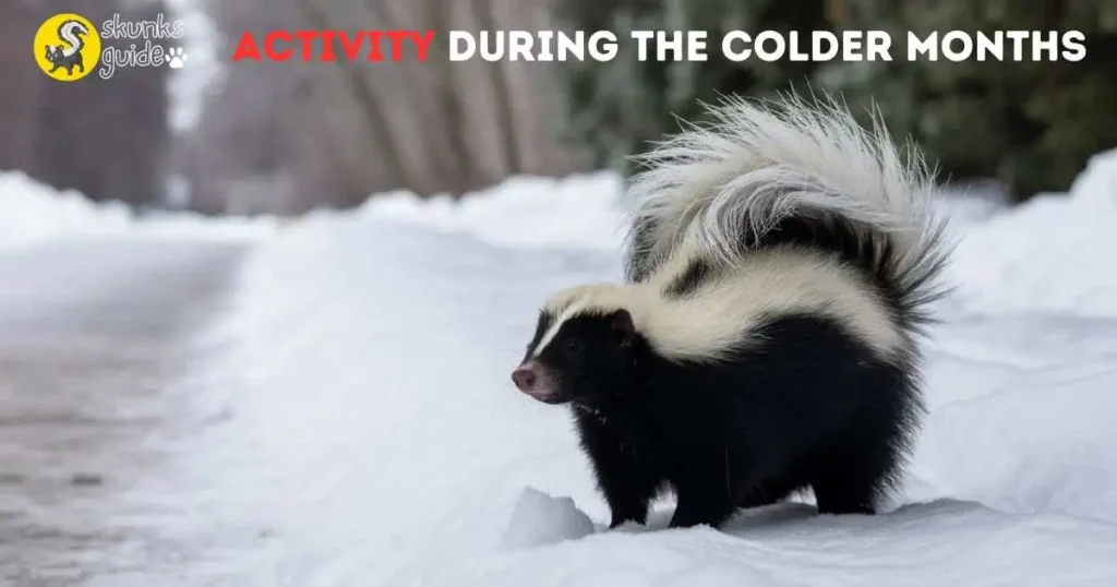 Skunk Activity During The Colder Months