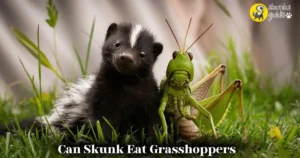 Skunk Eat Grasshoppers