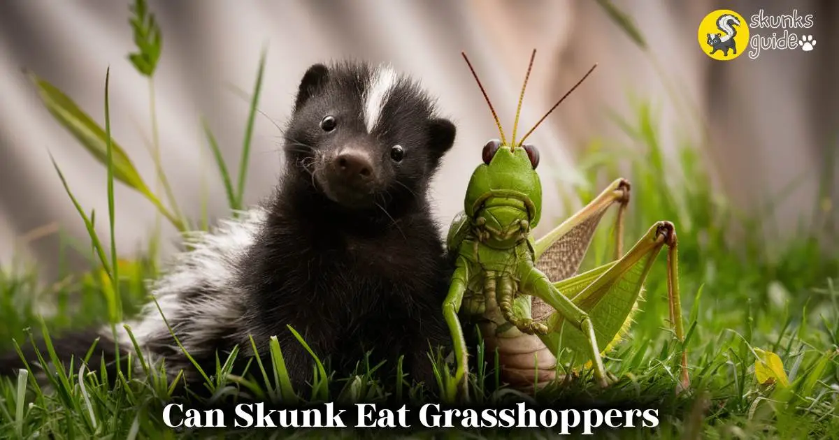 Skunk Eat Grasshoppers