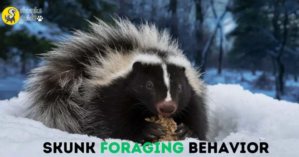 Skunk Foraging Behavior