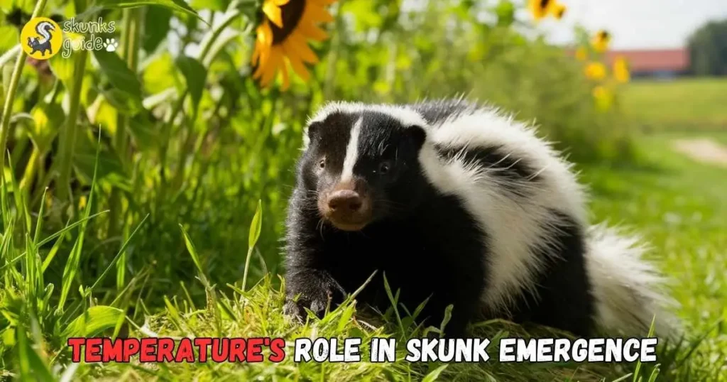 Temperature's Role In Skunk Emergence