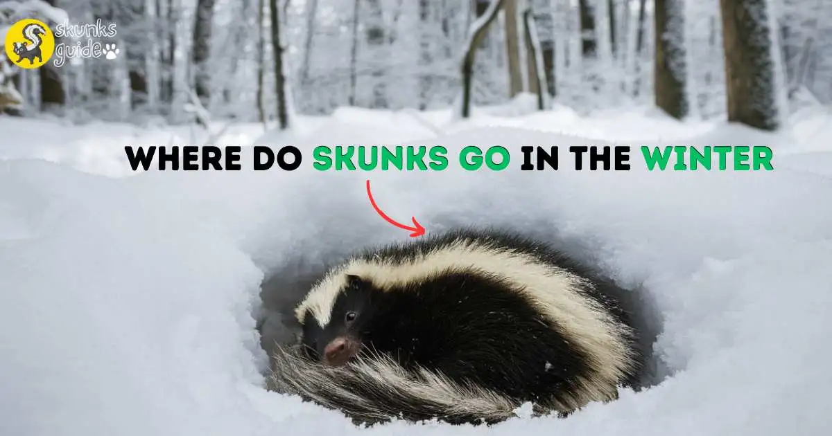 Where Do Skunks Go in the Winter