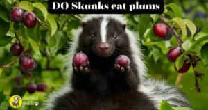 do Skunks eat plums