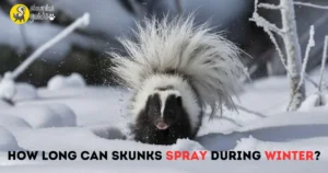 How Long Can Skunks Spray During Winter