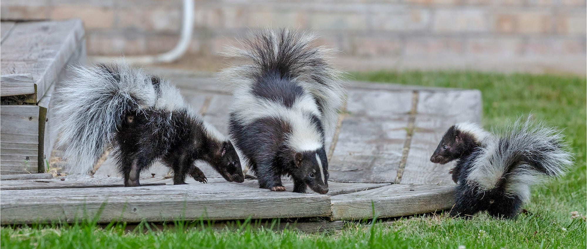 How to Remove Skunk Smell from Grass