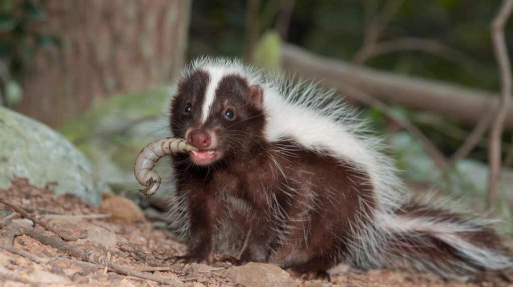 Skunks and Grubs