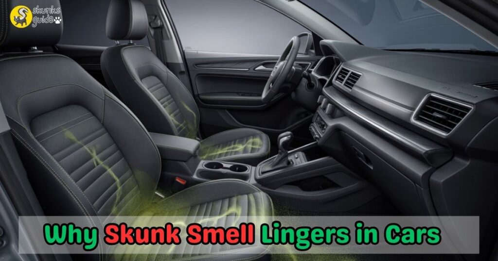 Why Skunk Smell Lingers in Cars