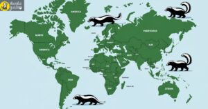 Map infographic showing native skunk range in the Americas with visual comparisons to polecats in Europe and stink badgers in Asia