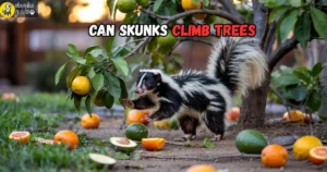 can skunks climb trees