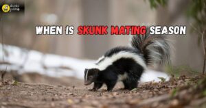 when is skunk mating season