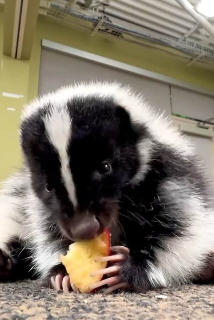Baby skunks love soft, juicy fruits like apples,