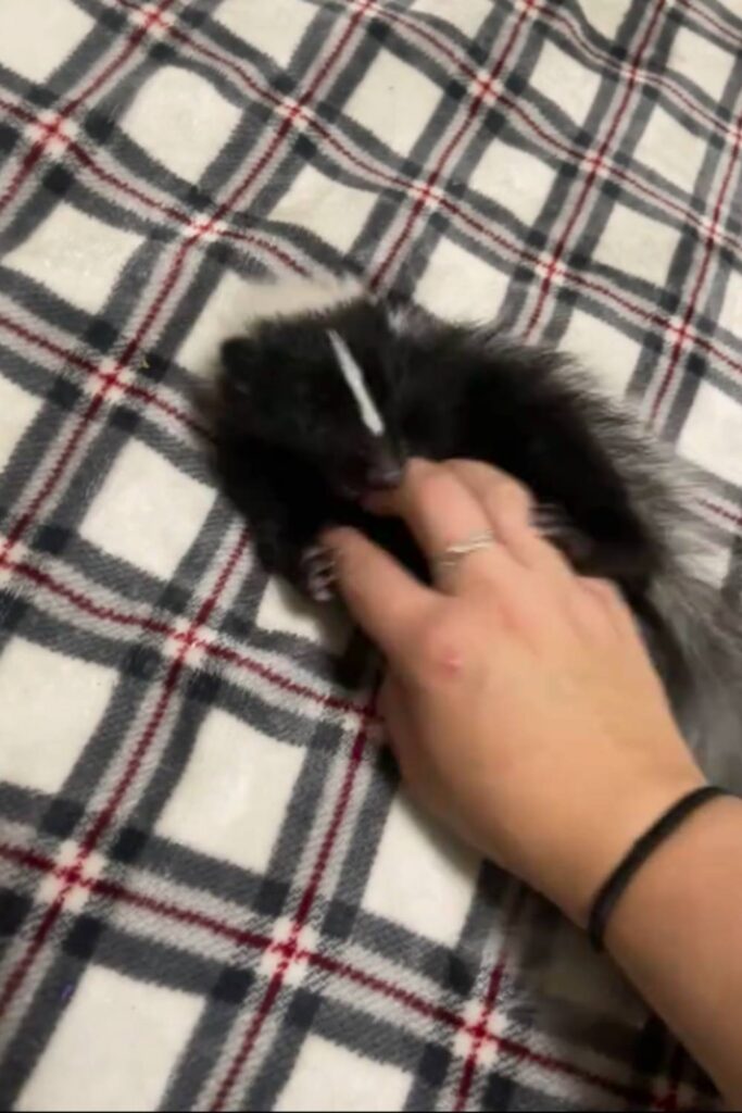 Baby skunks love touch