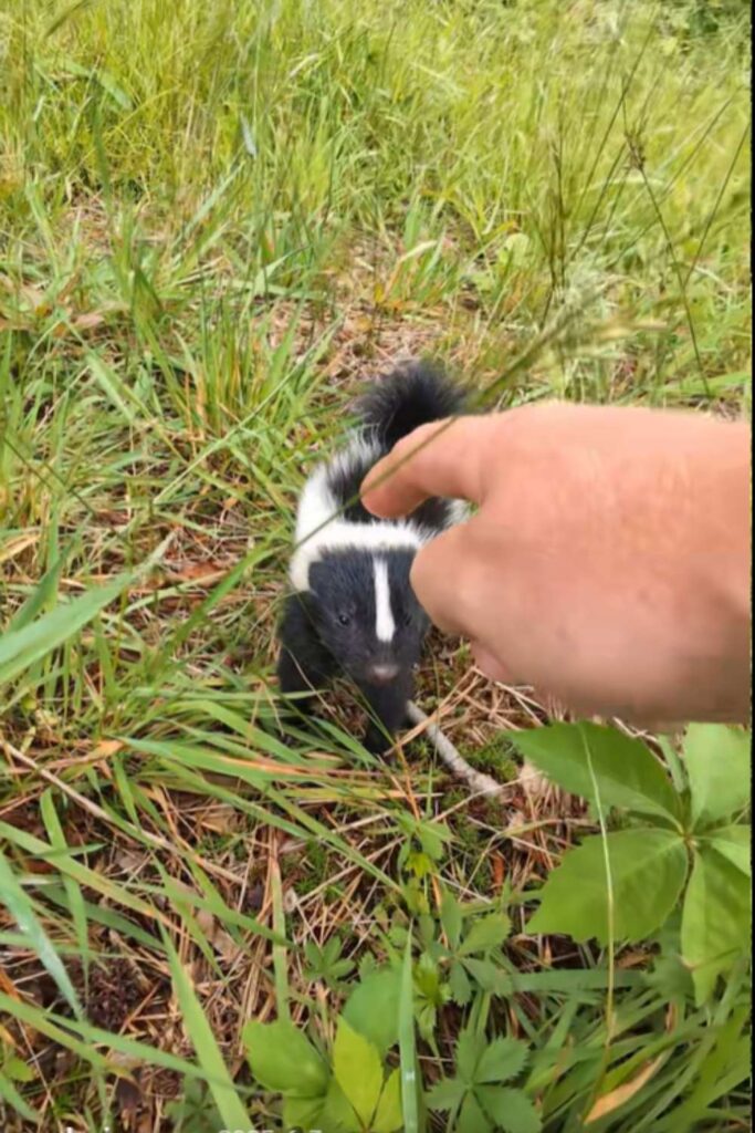 Baby skunks love touch