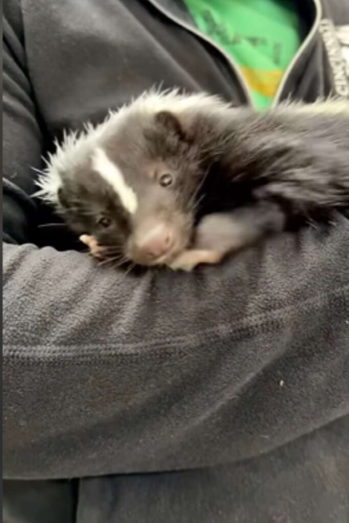 Baby skunks love touch (3)