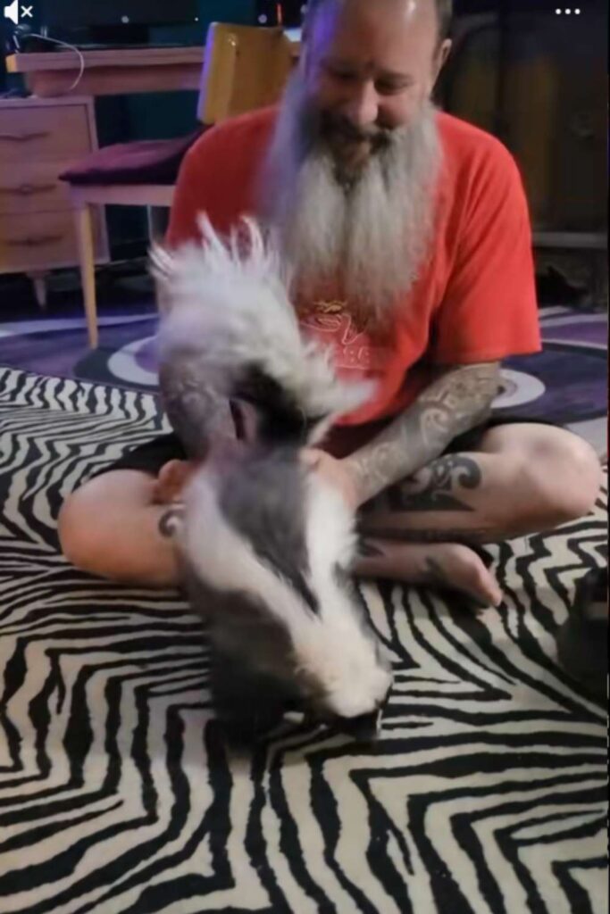 Baby skunks love touch